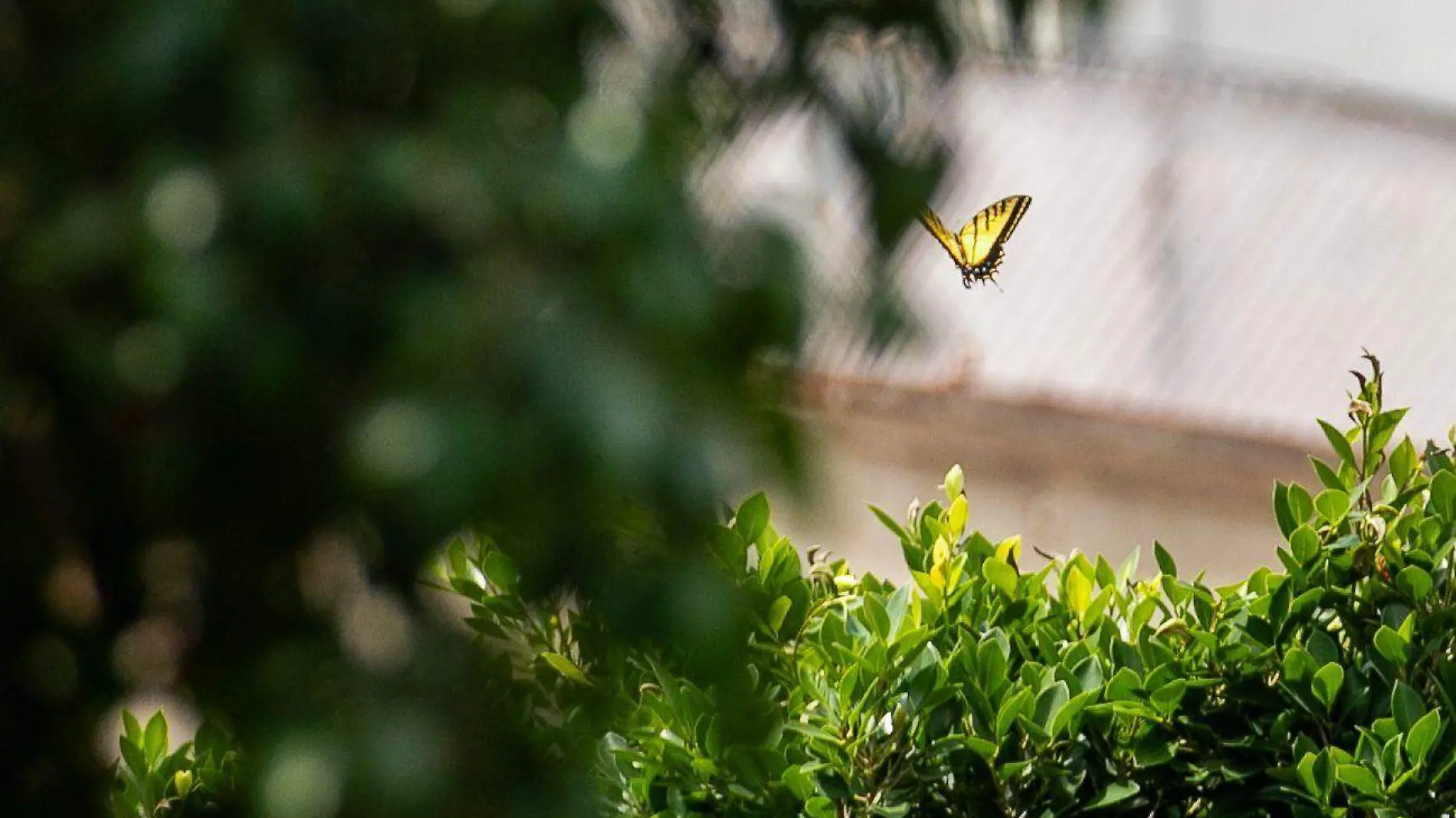 Mariposas (4)